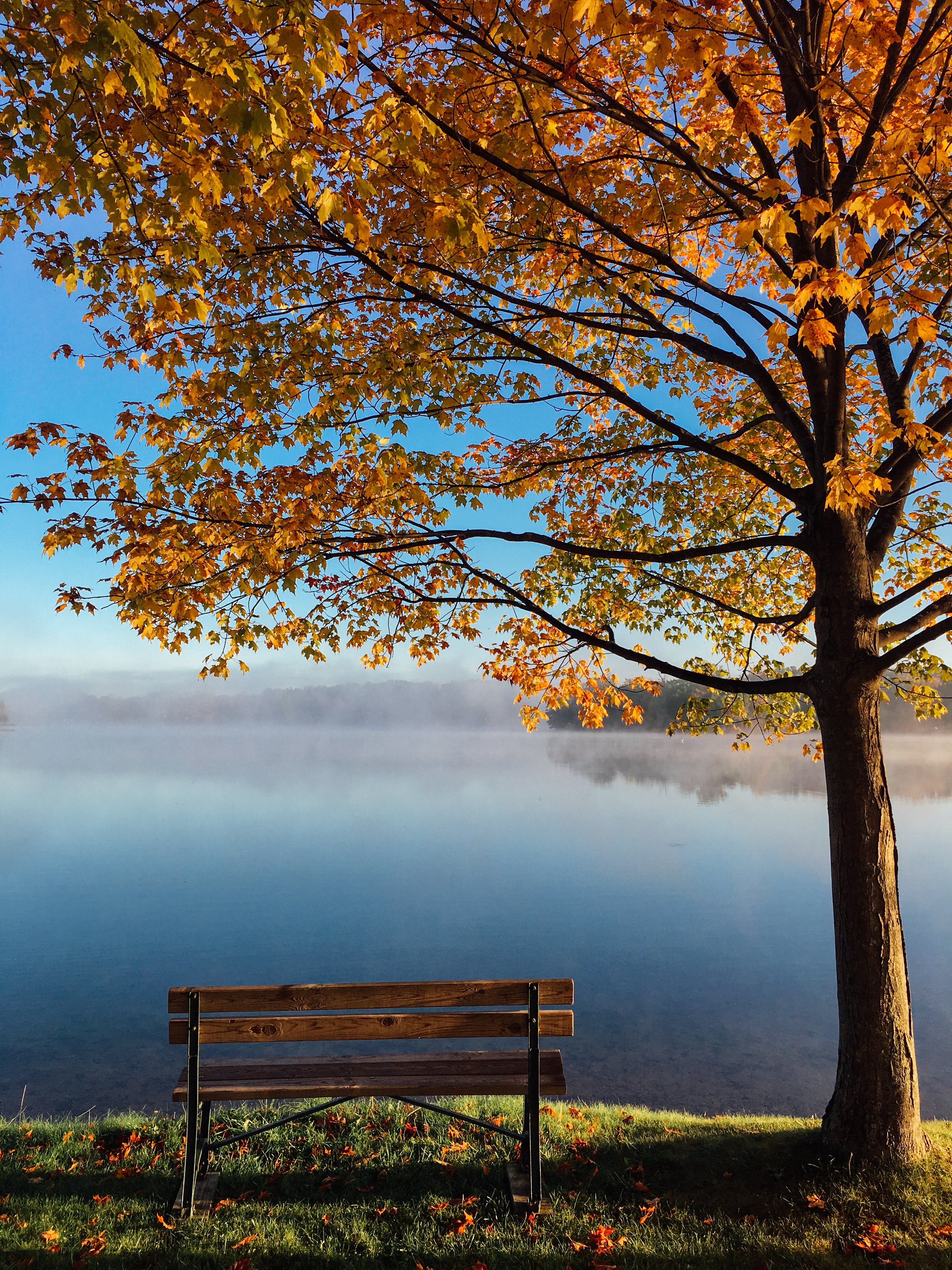 Beautiful image of a tree in the fall with a lake in the background